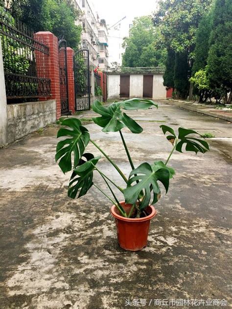 龜背葉 風水|龜背竹風水能招財！龜背竹種植指南：澆水/施肥/換盆/。